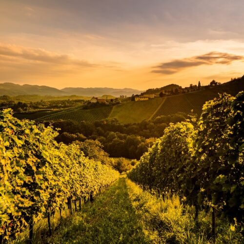 Behind-the-Scenes Winery Excursion