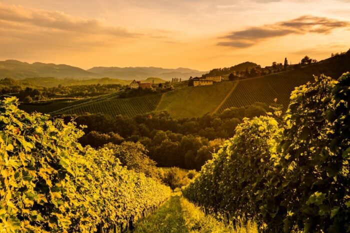 Behind-the-Scenes Winery Excursion